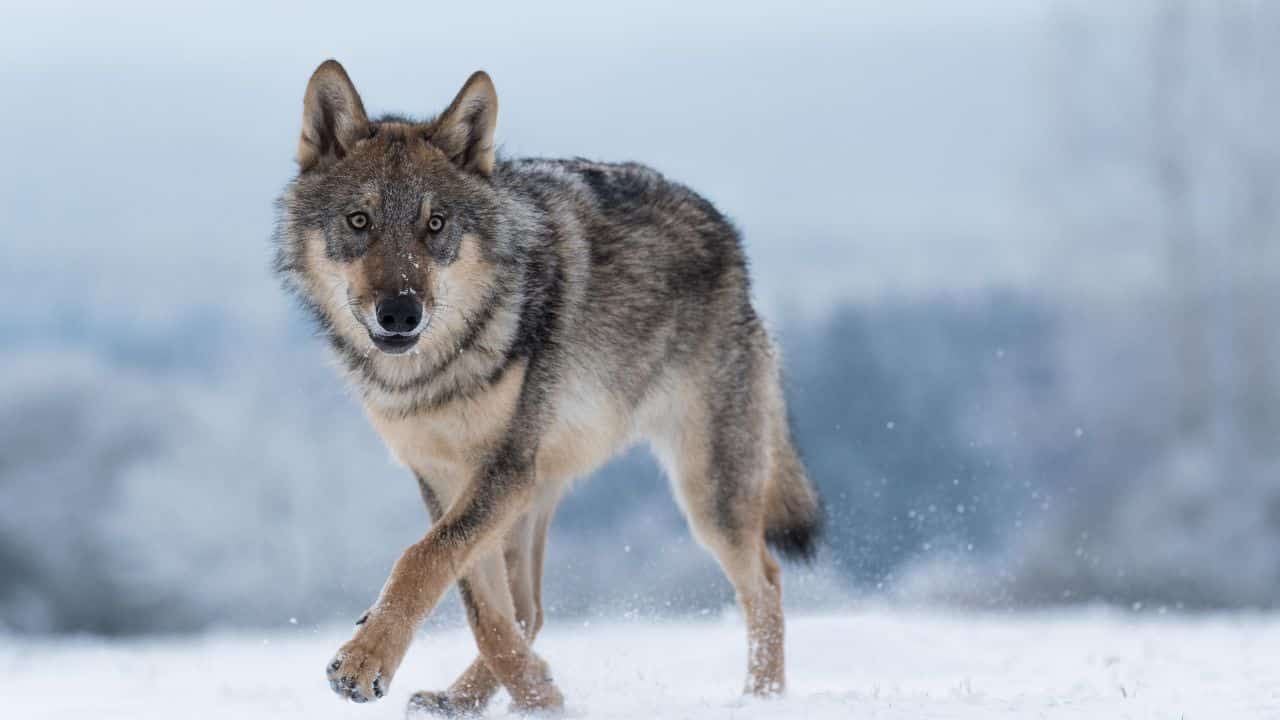 These Facts are Undisputed by Scientists - But Public Opinion Still Debates 44 wolf ss - These Facts are Undisputed by Scientists - But Public Opinion Still Debates